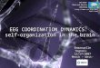 EEG COORDINATION DYNAMICS: self-organization in the brain The Human Brain and Behavior Laboratory Emmanuelle Tognoli 12/17/2007 Merck – West-Point 
