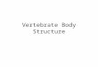 Vertebrate Body Structure. Vertebrate Body Vertebrate Tissue Types