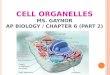 CELL ORGANELLES MS. GAYNOR AP BIOLOGY / CHAPTER 6 (PART 2)