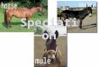 Speciation Defined: evolution of new species from an existing species Species: group of organisms that can interbreed and produce fertile offspring