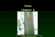 Stern - Introductory Plant Biology: 9th Ed. - All Rights Reserved - McGraw Hill Companies Stems Chapter 6 Copyright © McGraw-Hill Companies Permission