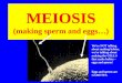 MEIOSIS (making sperm and eggs…) We ’ re NOT talking about making babies, we ’ re talking about making the CELLS that make babies – eggs and sperm! Eggs