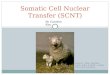 DOLLY THE SHEEP AND HER FIRST LAMB CALLED BONNY Somatic Cell Nuclear Transfer (SCNT) By Caroline Kim