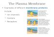 The Plasma Membrane Examples of different membrane proteins include  Ion channels  Carriers  Receptors