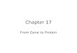 Chapter 17 From Gene to Protein. Beadle & Tatum Bread mold Neurospora crassa Created mutants using X- rays That differed from the wild type in their nutritional