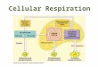 Cellular Respiration. The process that releases energy from food in the presence of oxygen
