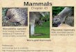Mammals Chapter 43 References: Holt biology text & materials  Placental mammals 4000 described species,