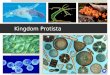 Kingdom Protista Biology 11 Mr. McCallum. Introduction  Protista = the very first  Fossil records date back 1.5 billion years  Unicellular and multicellular