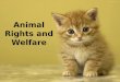 Animal Rights and Welfare. Animal Rights Animal rights, also referred to as animal liberation, is the idea that the most basic interests of animals should