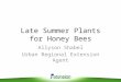 Late Summer Plants for Honey Bees Allyson Shabel Urban Regional Extension Agent
