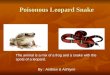 Poisonous Leopard Snake Poisonous Leopard Snake The animal is a mix of a frog and a snake with the spots of a leopard. By : Andrew & Ashlynn