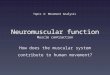 Neuromuscular function Muscle contraction How does the muscular system contribute to human movement? Topic 4: Movement Analysis