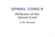 1 SPINAL CORD II Reflexes of the Spinal Cord C.R. Houser