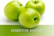 DIGESTIVE SYSTEM. WHAT IS THE JOB OF THE DIGESTIVE SYSTEM? TO BREAK DOWN FOOD INTO BIOMOLECULES THAT CELLS CAN USE