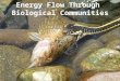 Energy Flow Through Biological Communities. Food Chains (trophic levels)