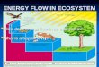 ENERGY FLOW IN ECOSYSTEM How does energy flow in an ecosystem? How does energy flow in an ecosystem? What is a trophic level? What is a trophic level?