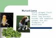 Mutations Curly winged fruit flies Drosophila, short leg bassett hounds and seedless grapes are all examples of mutations