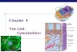 AP Biology Chapter 6 The Cell: Cytoskeleton. AP Biology Cytoskeleton  Function  structural support  maintains shape of cell  provides anchorage for