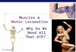 AP Biology 2006-2007 Muscles & Motor Locomotion Why Do We Need All That ATP?