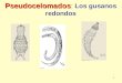 1 Pseudocelomados Pseudocelomados: Los gusanos redondos