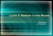 Cyclin E Ablation in the Mouse Seminario 3 Cell, August 2003