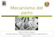 Mecanismo del parto Karina Carrasco Negue. Docente Adjunta. Instituto de Salud Sexual y Reproductiva. UACH 2010