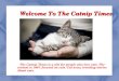Discover Best Way to Care for your Cat