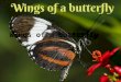 Wings of a butterfly