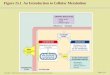 Figure 25.1  An Introduction to Cellular Metabolism