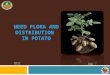 WEED FLORA AND DISTRIBUTION  IN POTATO