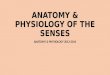 ANATOMY & PHYSIOLOGY OF THE SENSES