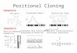 Positional Cloning
