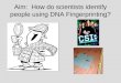 Aim:  How do scientists identify people using DNA Fingerprinting?
