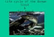 Life cycle of the Brown Trout  &  Sea-Trout