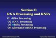 O1 rRNA Processing and Ribosome