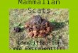 Mammalian Scats