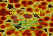 the Plant Cell