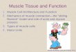 Muscle Tissue and Function