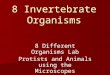 8 Invertebrate Organisms