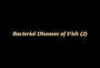 Bacterial Diseases of Fish (2)