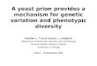 A yeast prion provides a mechanism for genetic variation and phenotypic diversity