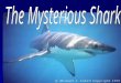 The Mysterious Shark