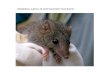 Antechinus , a genus of small Australian insectivores
