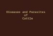 Diseases and Parasites  of   Cattle