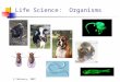 Life Science:  Organisms