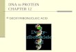 DNA to PROTEIN CHAPTER 12