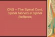 CNS – The Spinal Cord, Spinal Nerves & Spinal Reflexes