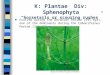 K: Plantae  Div: Sphenophyta “horsetails or scouring rushes”