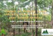 Impact of Pruning Young  Loblolly Pine Trees: Ten-year Growth Results