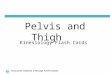 Pelvis and Thigh